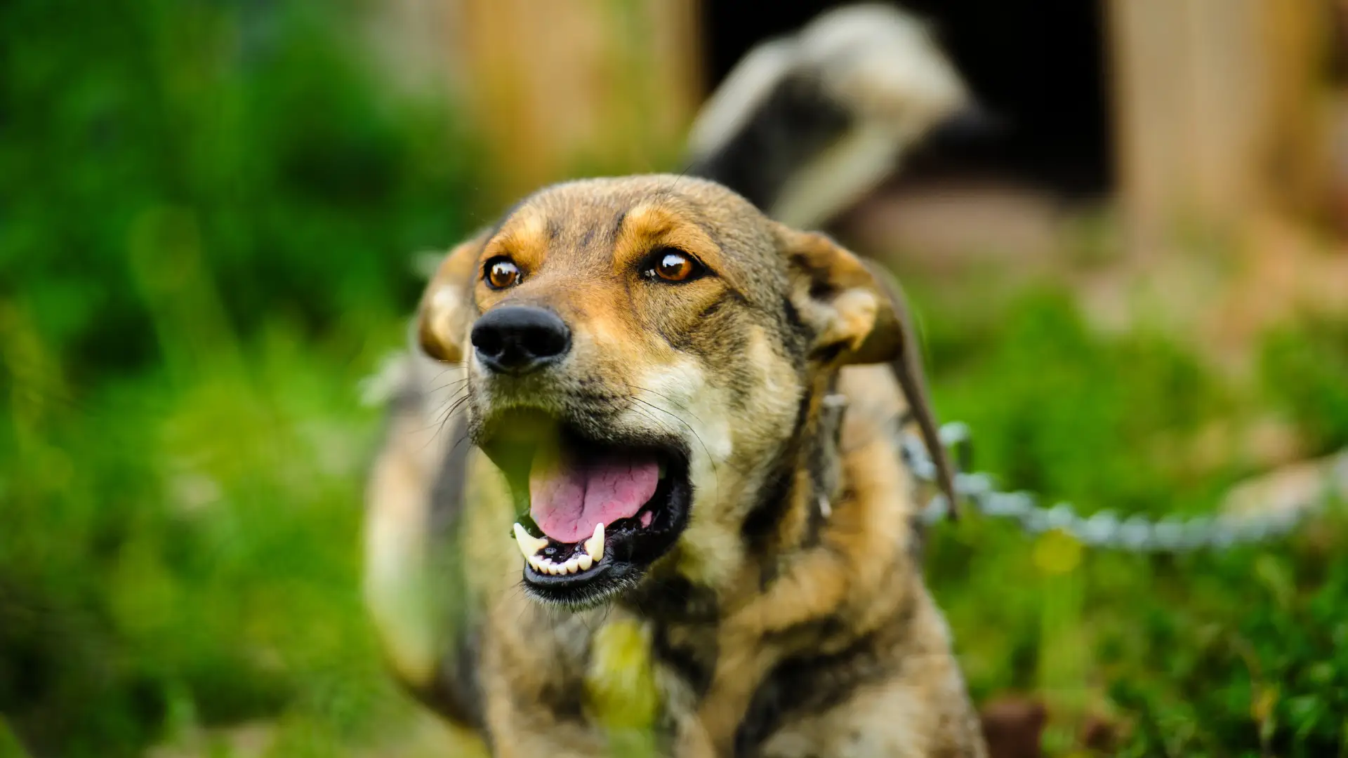 Barking dog on a chain in a grassy area.