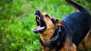 Aggressive dog barking with bared teeth on a grassy field.