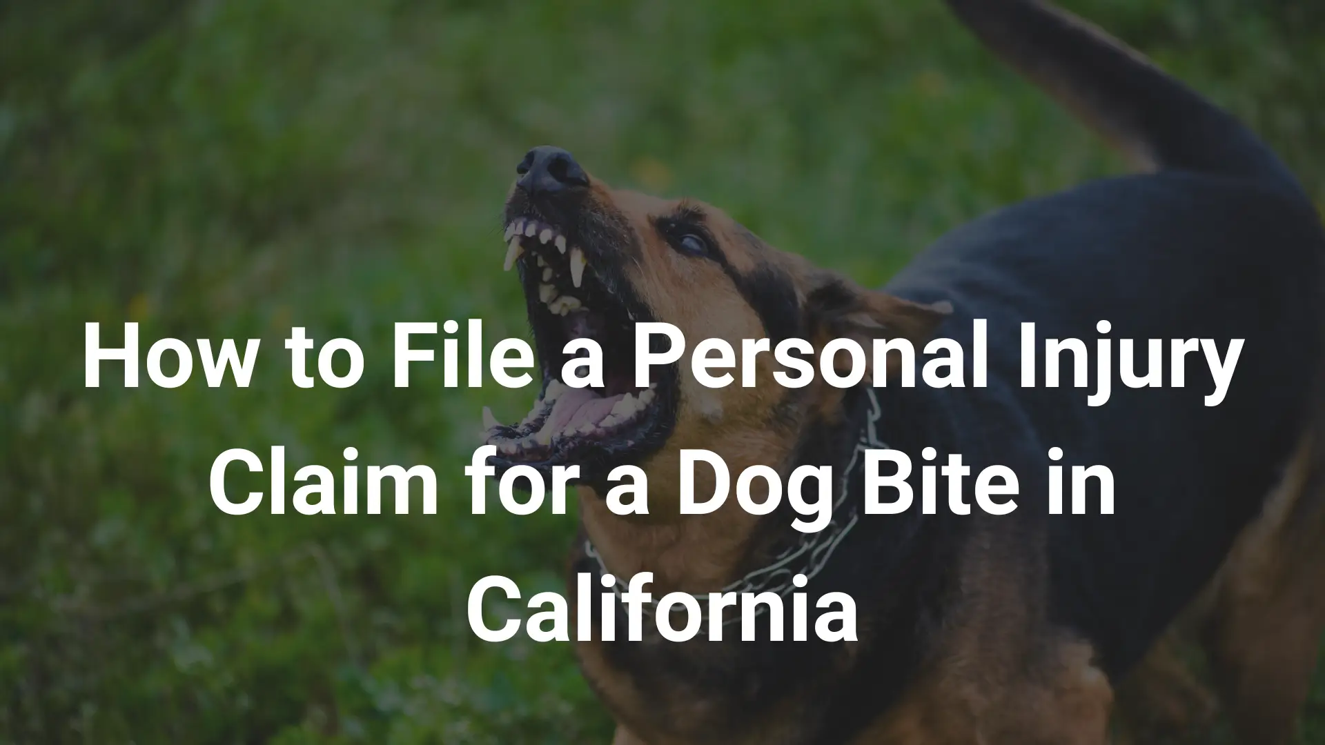 How to File a Personal Injury Claim for a Dog Bite in California Image