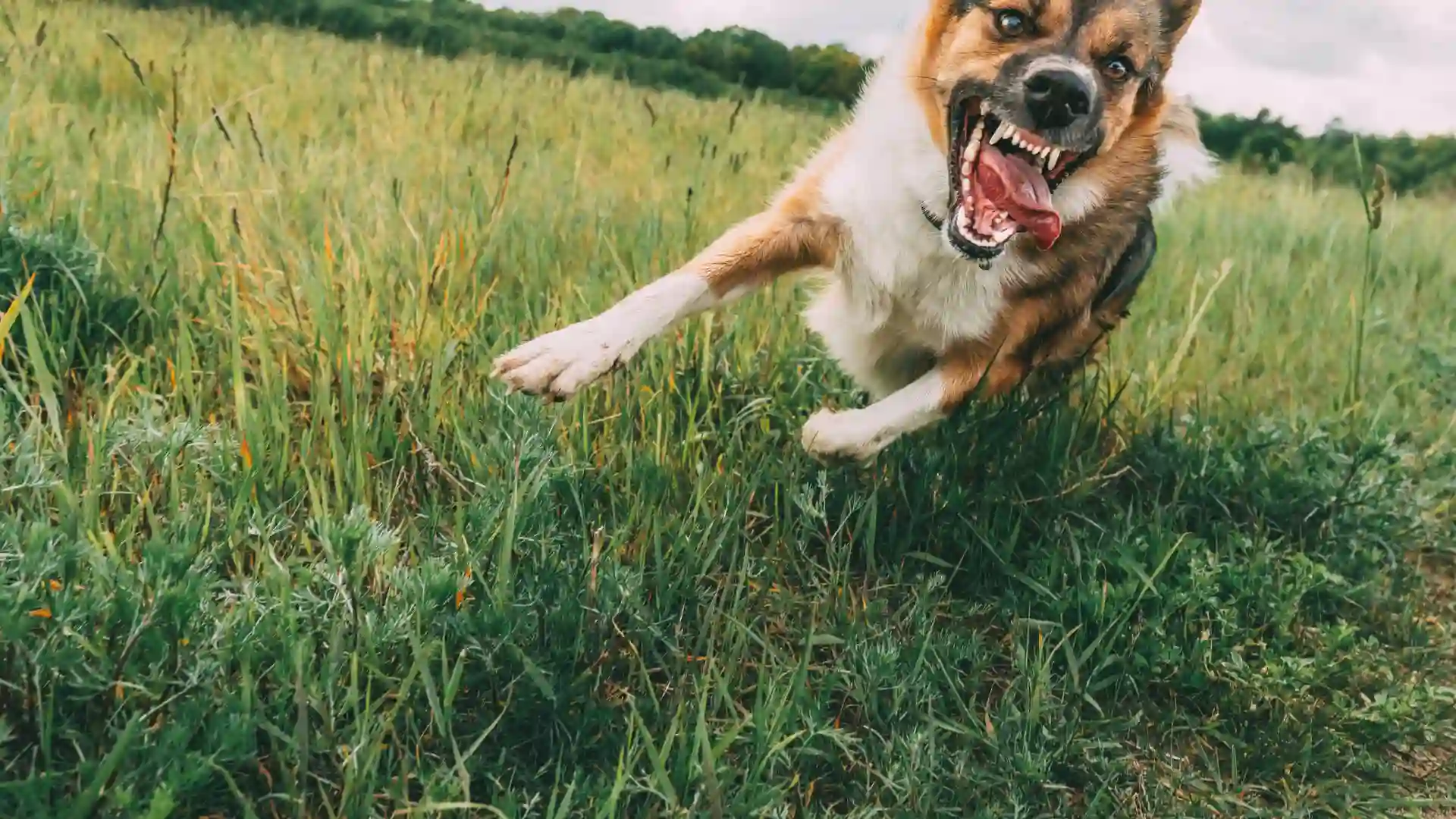Aggressive dog running in a field