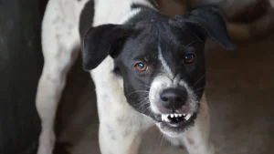 Black and white dog baring teeth aggressively