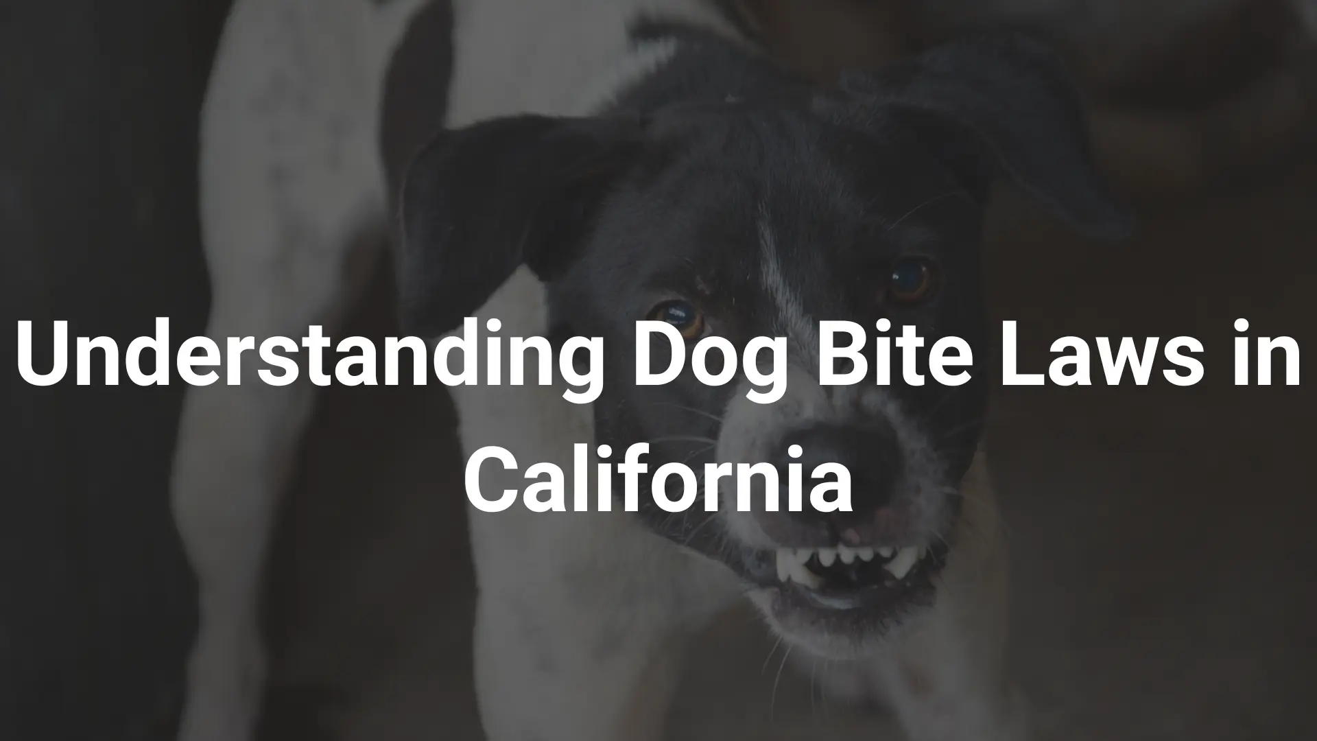 Understanding Dog Bite Laws in California Image